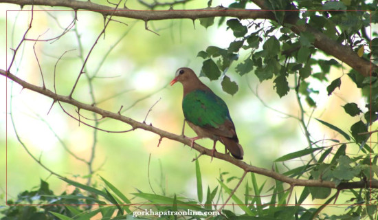 Common emerald dove