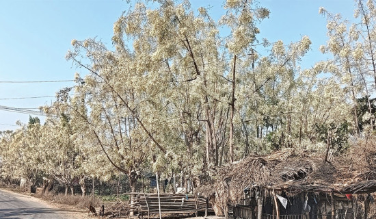 Moringa flowers: From fields to gardens