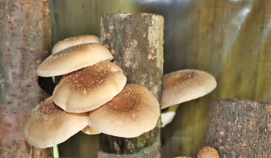 Mushroom farming: A better alternative to going abroad