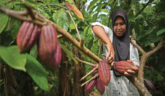 Cocoa farmers work with businesses to fight climate change