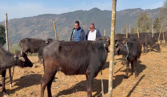 Farmers receiving 400 hybrid buffalo bulls to promote employment