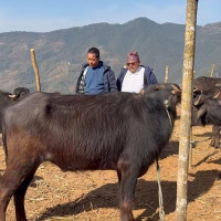 Bridge connecting Karnali, Far West Provinces nears completion