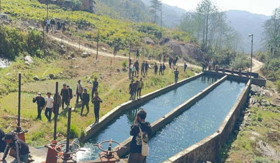 Hupsekot farmers making good income from cucumber