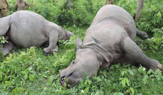 20 rhinos found dead in eight months