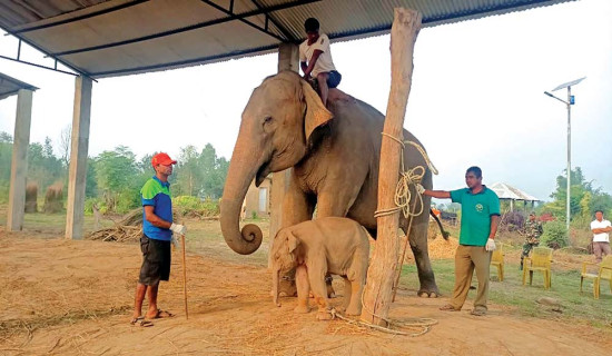 Elephant Breeding Centre welcomes new calf