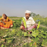 Farmers attracted to dragon fruit farming