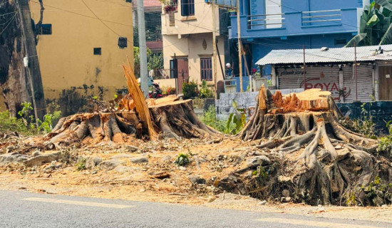 Over 7,000 trees cut down along Butwal-Gorusinghe road for upgradation