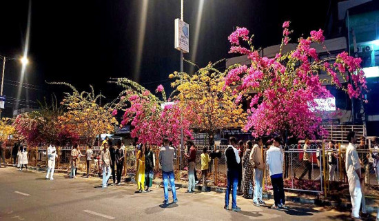 Blooming bougainvillea gives beautiful look to Nepalgunj