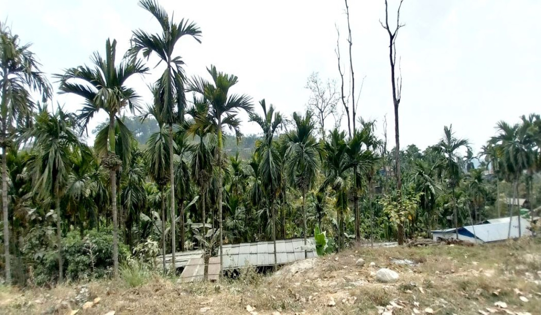 Betel nut cultivation