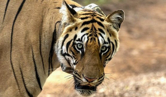 How rangers use AI to help protect India's tigers