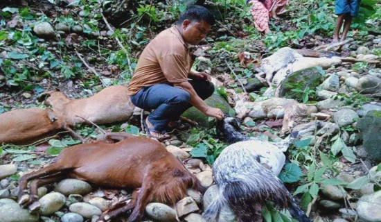 Leopards kill 21 goats in Kailali