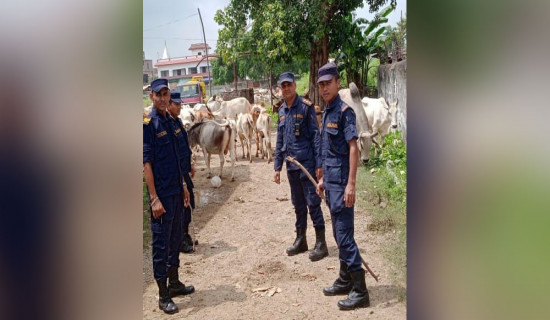 Police managing street cattle in Bardiya