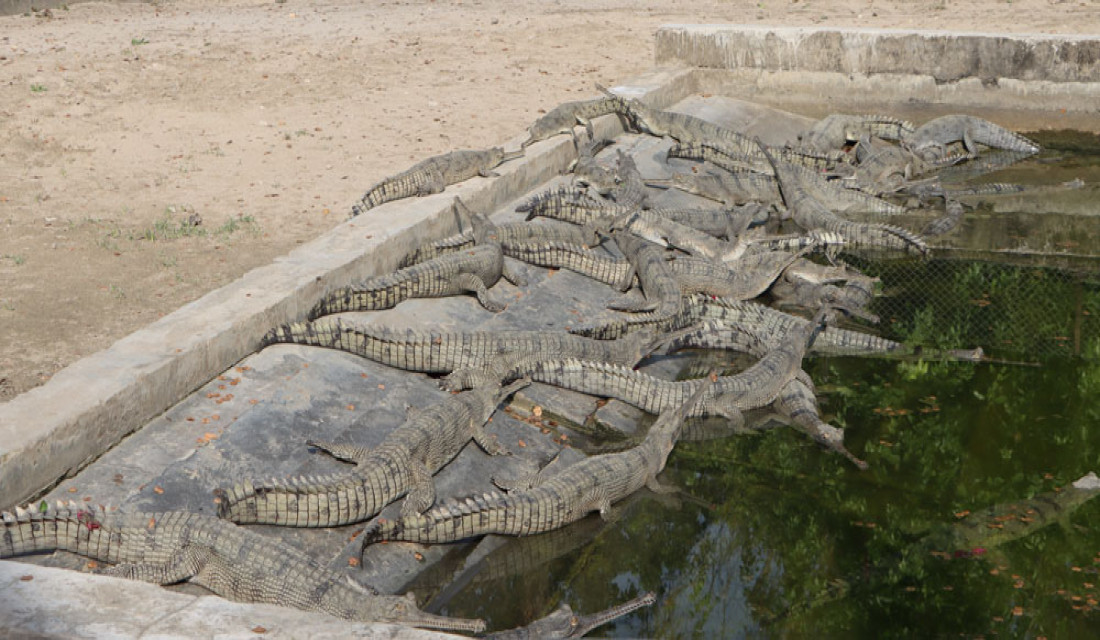 175 gharial hatchlings grown in 42 years