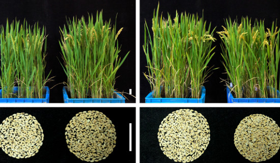Chinese scientists discover heat-resistant rice gene