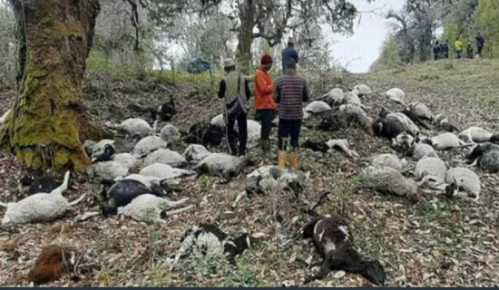 More than 200 sheep dies of unknown disease