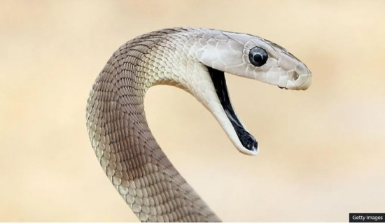'Unparalleled' snake antivenom made from man bitten 200 times