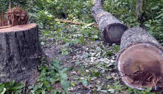 Tree felling begins for construction of Dodhara Chandani dry port