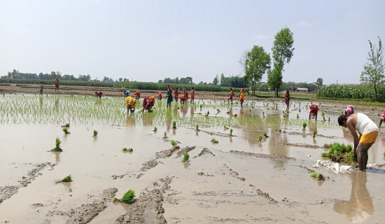 More farmers cultivating chaite paddy in Bara