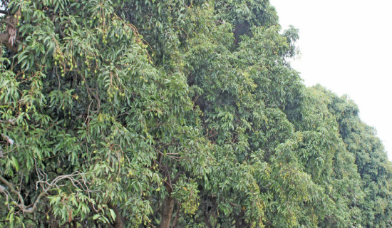 Litchi sold right after bearing fruit