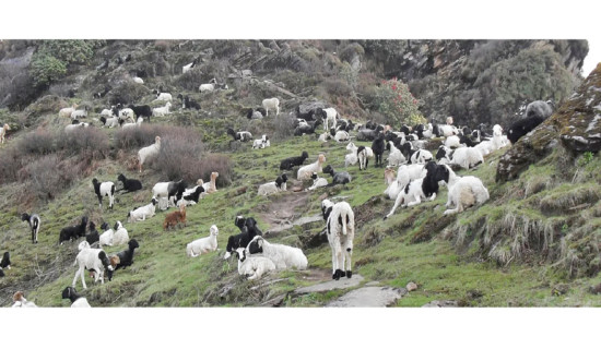 Sheep herds return to Himalayan pastures as heat rises in lower hills