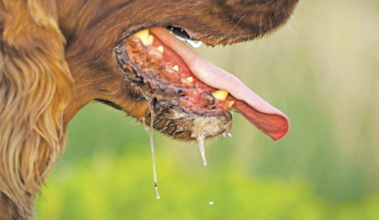 One dies of rabies in Ichhakamana