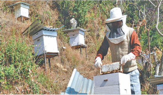 Beehives with bees distributed to farmers