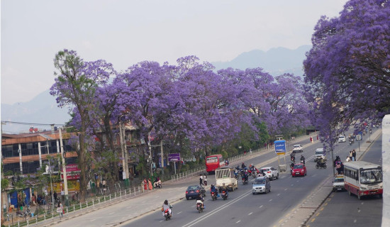 Blooming jacaranda trees adorn Ring Road in Lalitpur