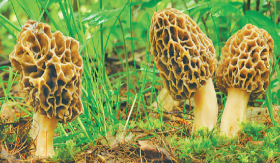 Dearth of gucchi mushrooms disappoints Humla locals