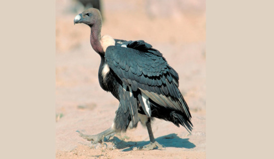 124 vultures recorded in Chaukune