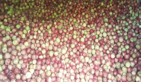 Jumla farmers told not to pick, sell unripe apples