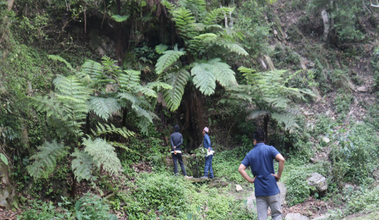 Rare, endangered fern species found in Salyan