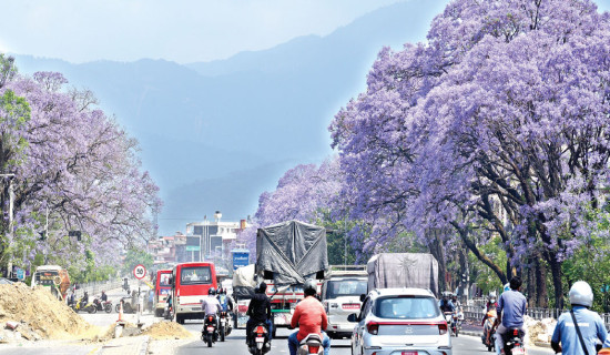 Jacaranda canopy offers peace and joy for viewers
