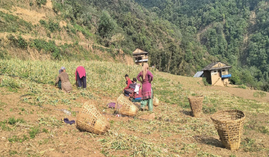 Musikot grows 140 tonnes garlic worth Rs. 16 million