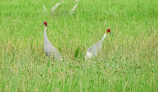 Number of Sarus crane dwindling each year