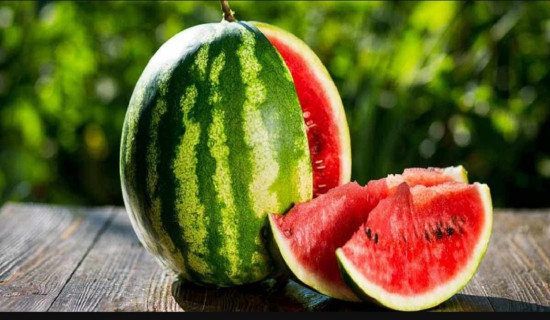 Watermelon farming expanding in Kundahar, Pokhara