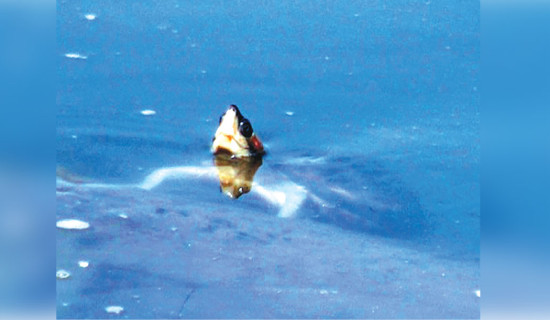 Condition of nature’s water janitors improving