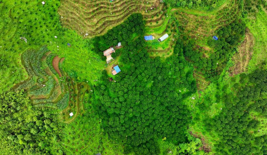 Orange farming