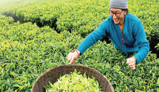 Nepal’s tea export increases
