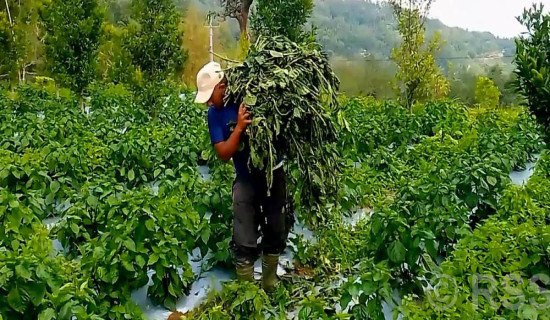 Bhojpur farmers worried after wind damages chilli
