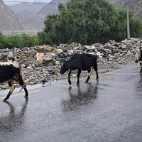 Livestock farming faces threat after increasing leopard attacks in upper Mustang