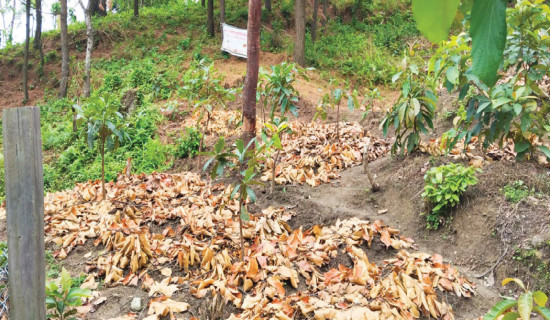 Ginger cultivation along with chiuri in Chure