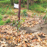 Vegetable prices soar in Ilam