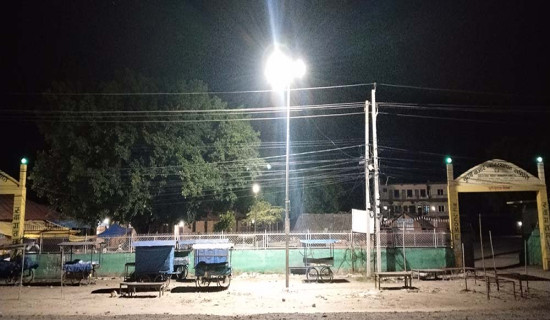 Bright street lamps upset life cycle of birds