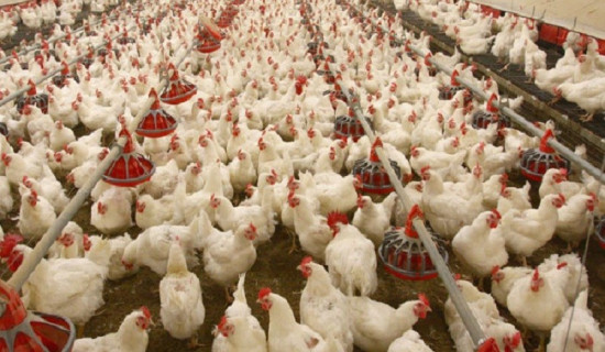 Experts discuss poultry business