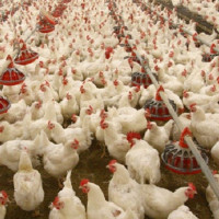 Paddy production likely to increase by 15% in Banke