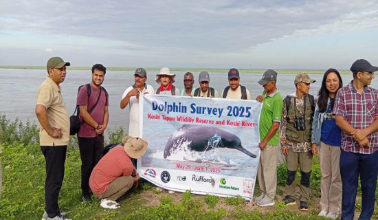 Dolphin census begins in Saptakoshi River