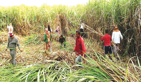 Sakela Ubhauli being celebrated in Dharan