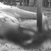 Damak locals terrified by jackals, wild boars