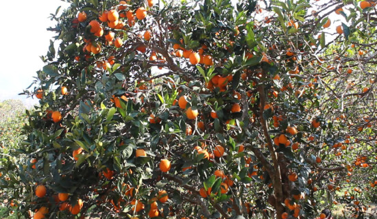 Sindhulli's junar farmers in long wait for revival of cold store, industry