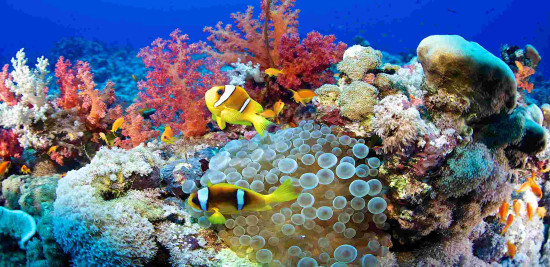 Chinese scientists develop degradable coating to tackle marine biofouling challenges